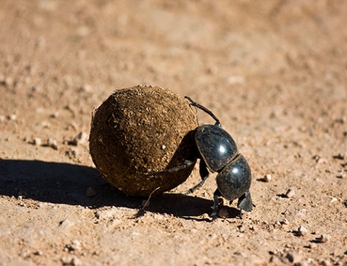 Addo Flightless Dung Beetle