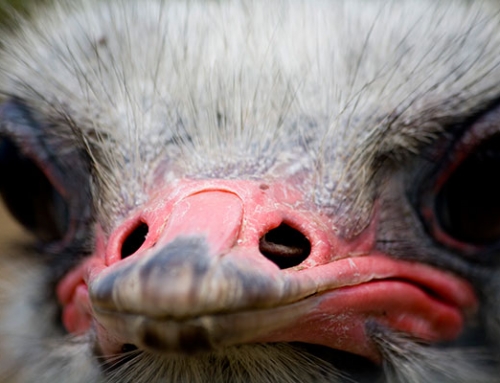 Ostrich – Schotia Safaris